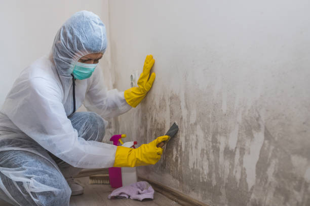 Best Black Mold Removal  in Palmyra, IN